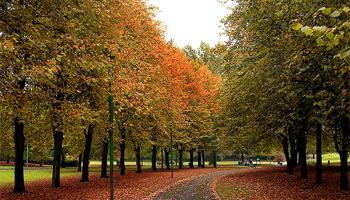 autum autum